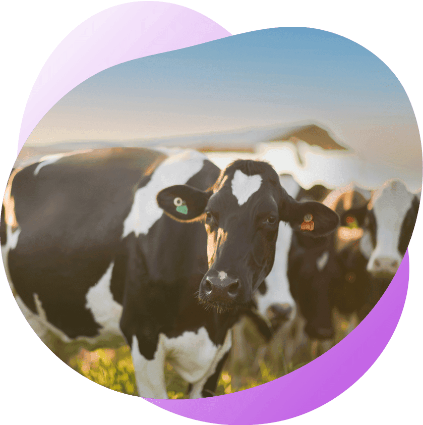 <h2><strong>Pioneering the future of dairy for good</strong></h2>